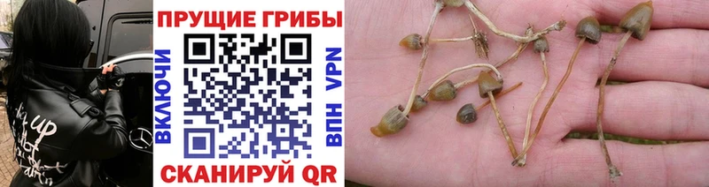 Псилоцибиновые грибы Cubensis Котово